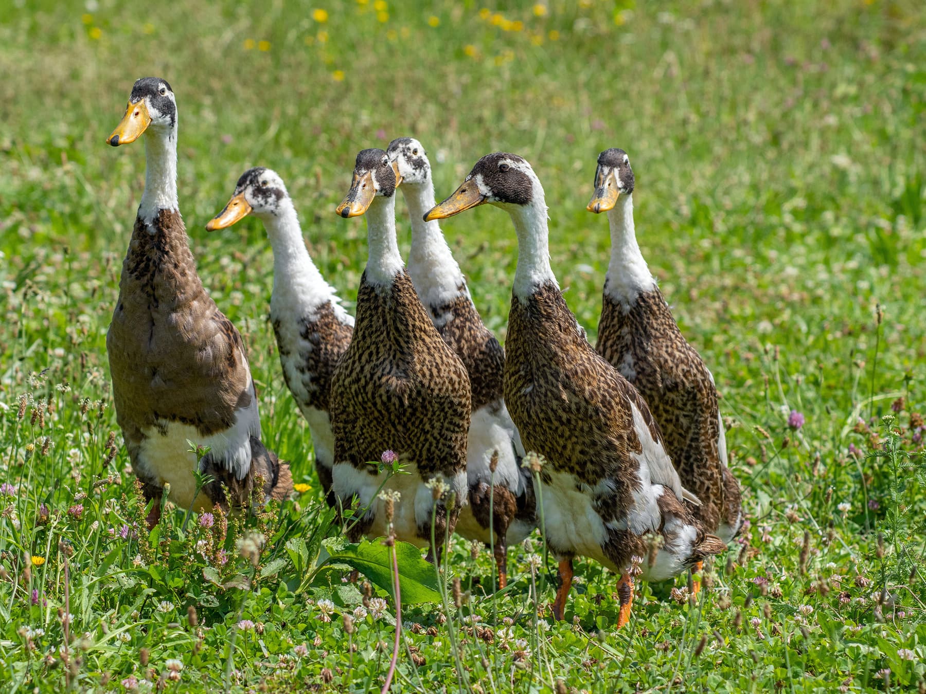 Runner ducks in grassland habitat