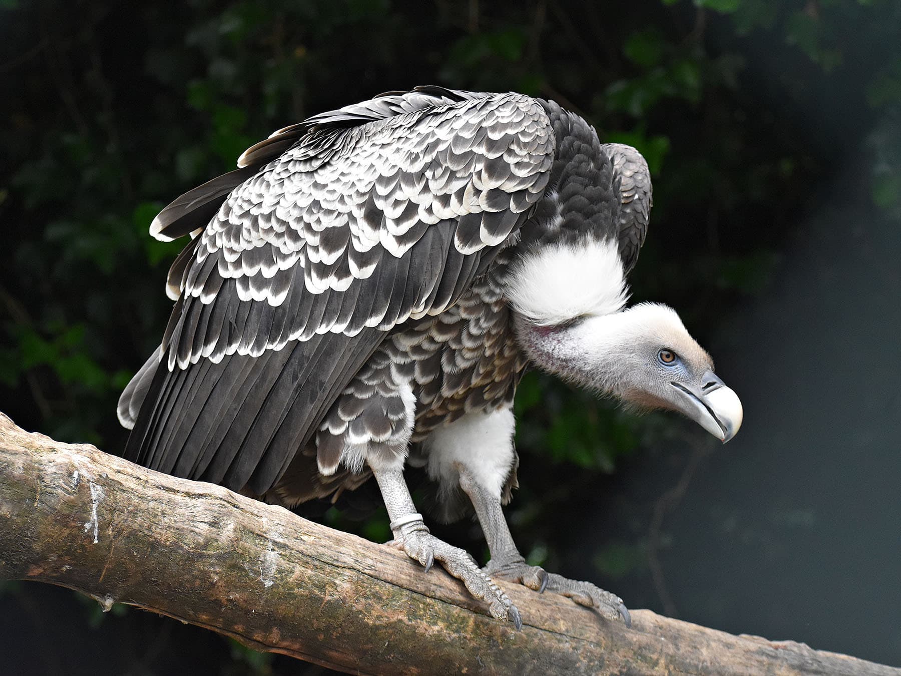 Ruppells vulture