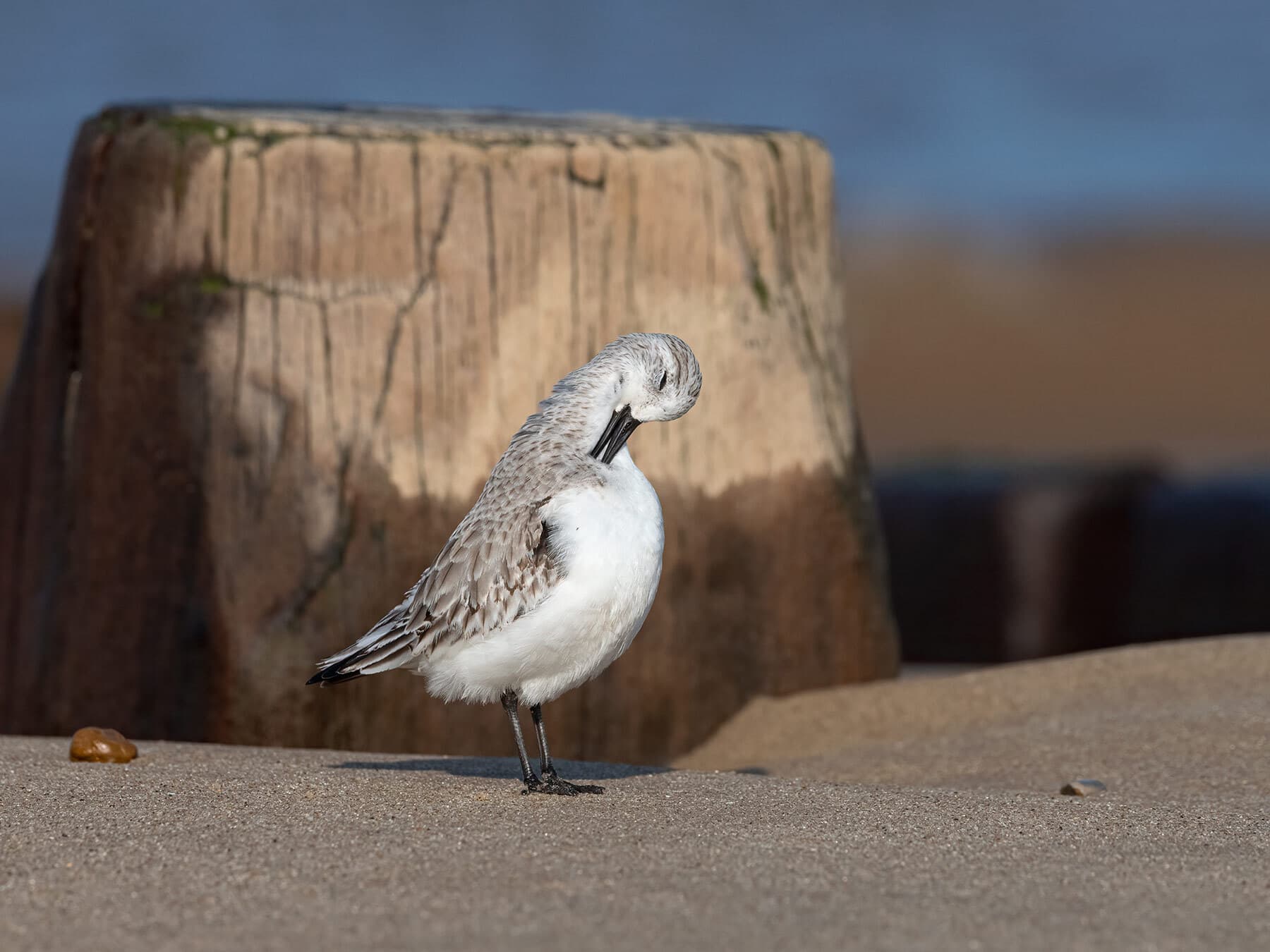 Sanderling preening