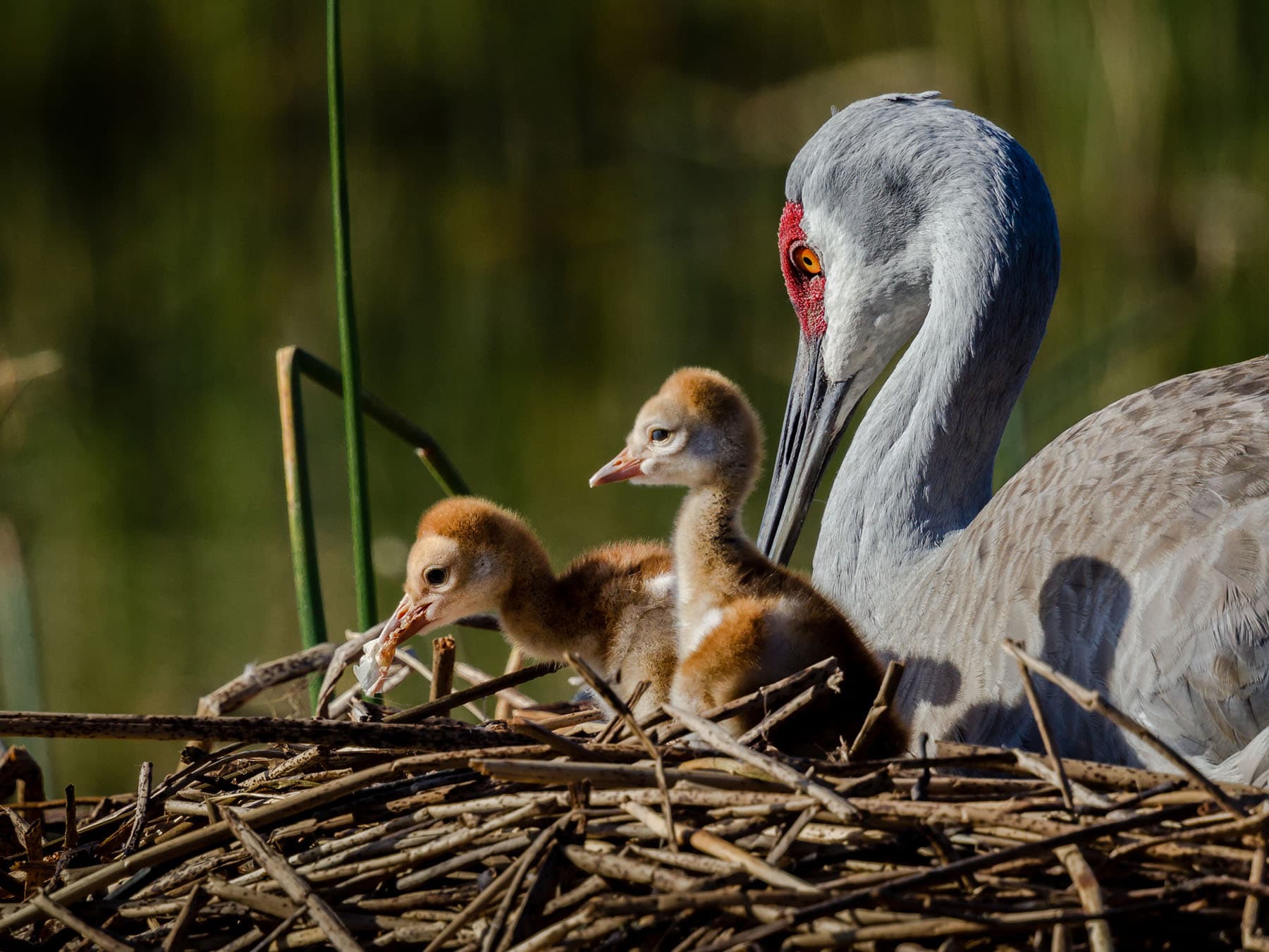 Sandhill crane chicks on nest