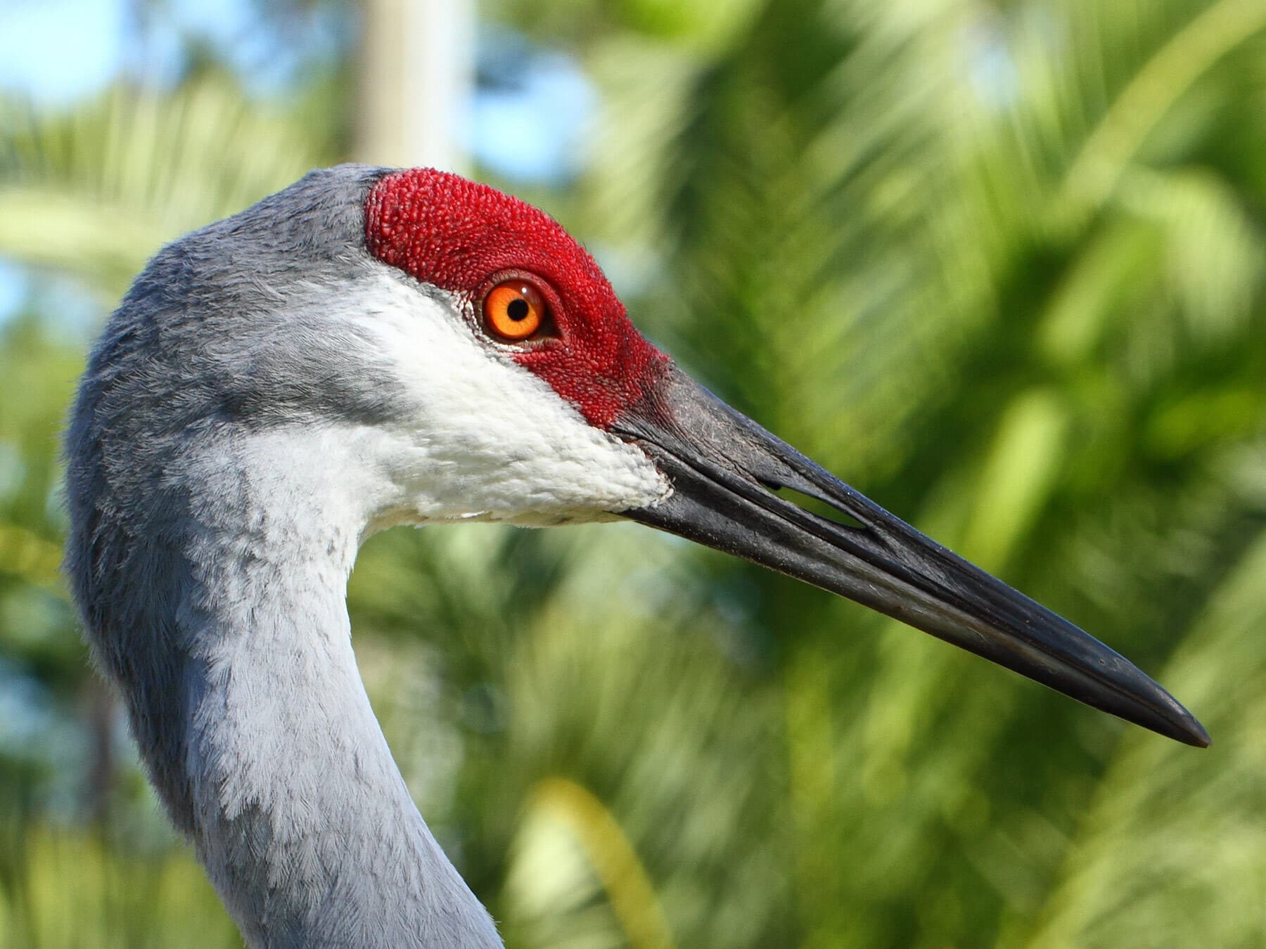 Sandhill crane close up