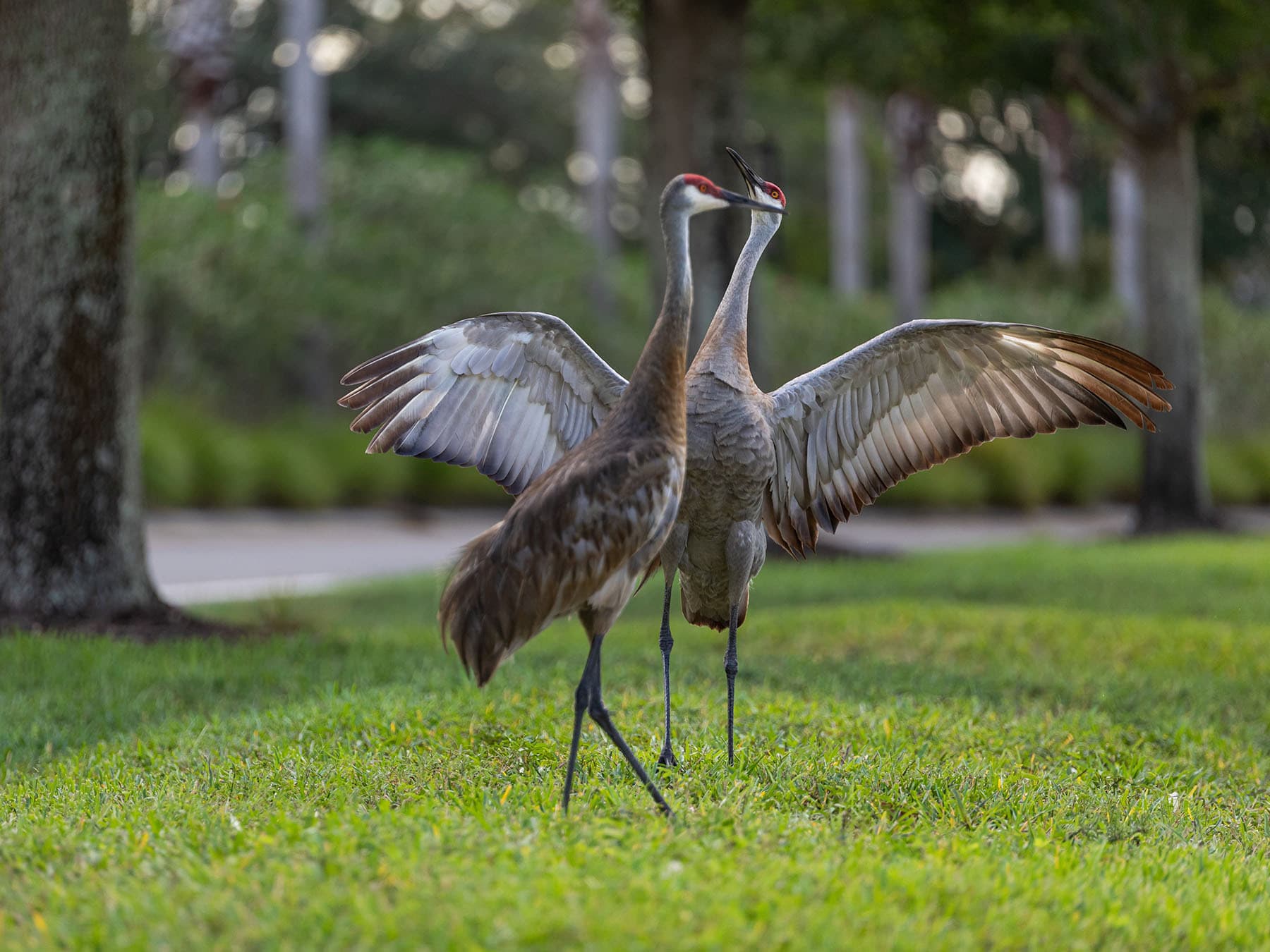 Sandhill crane dancing sunset