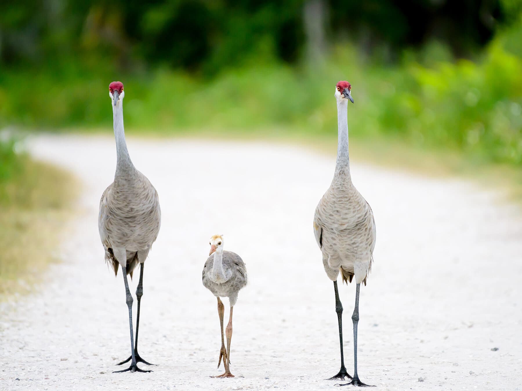 Sandhill crane family