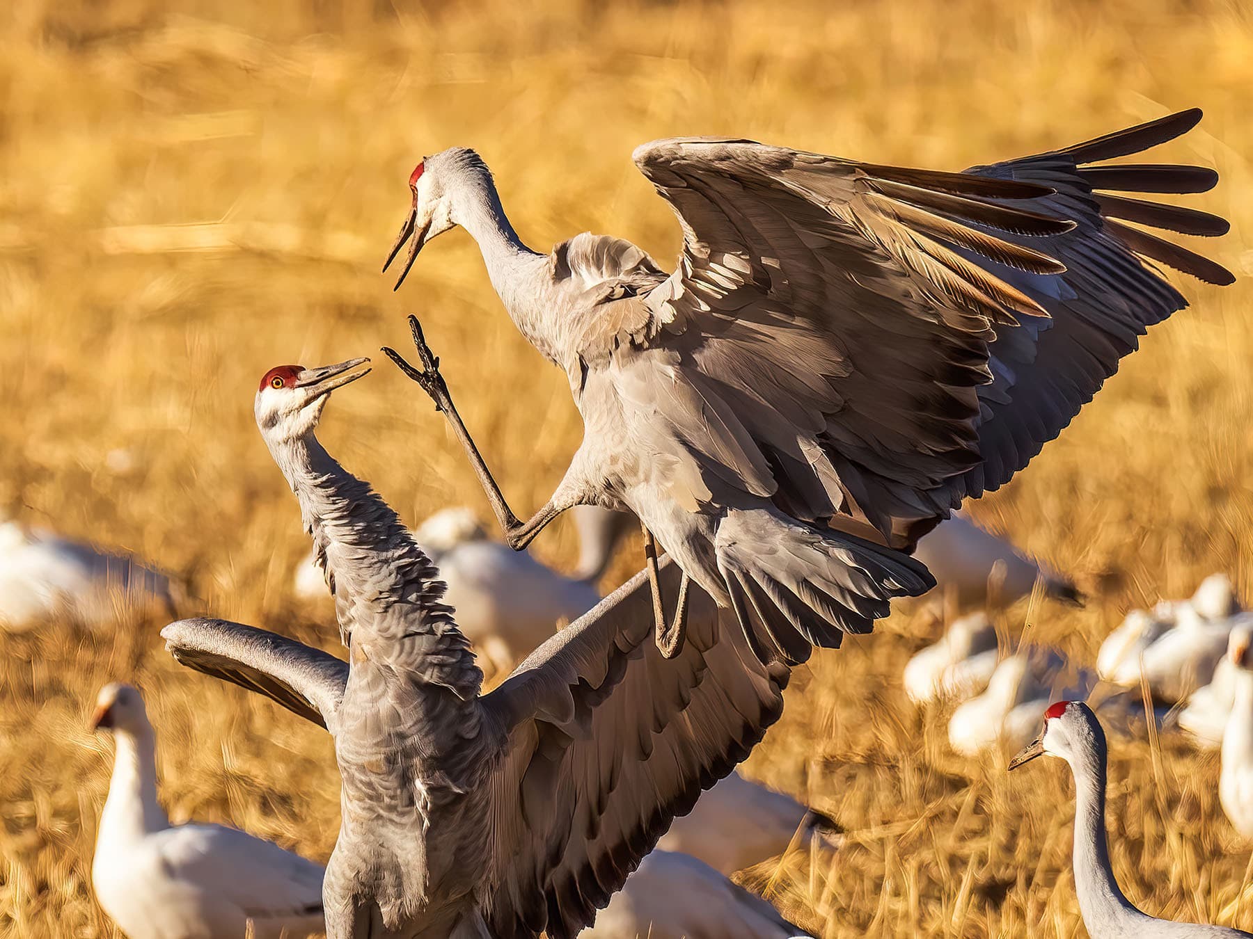 Sandhill crane fight