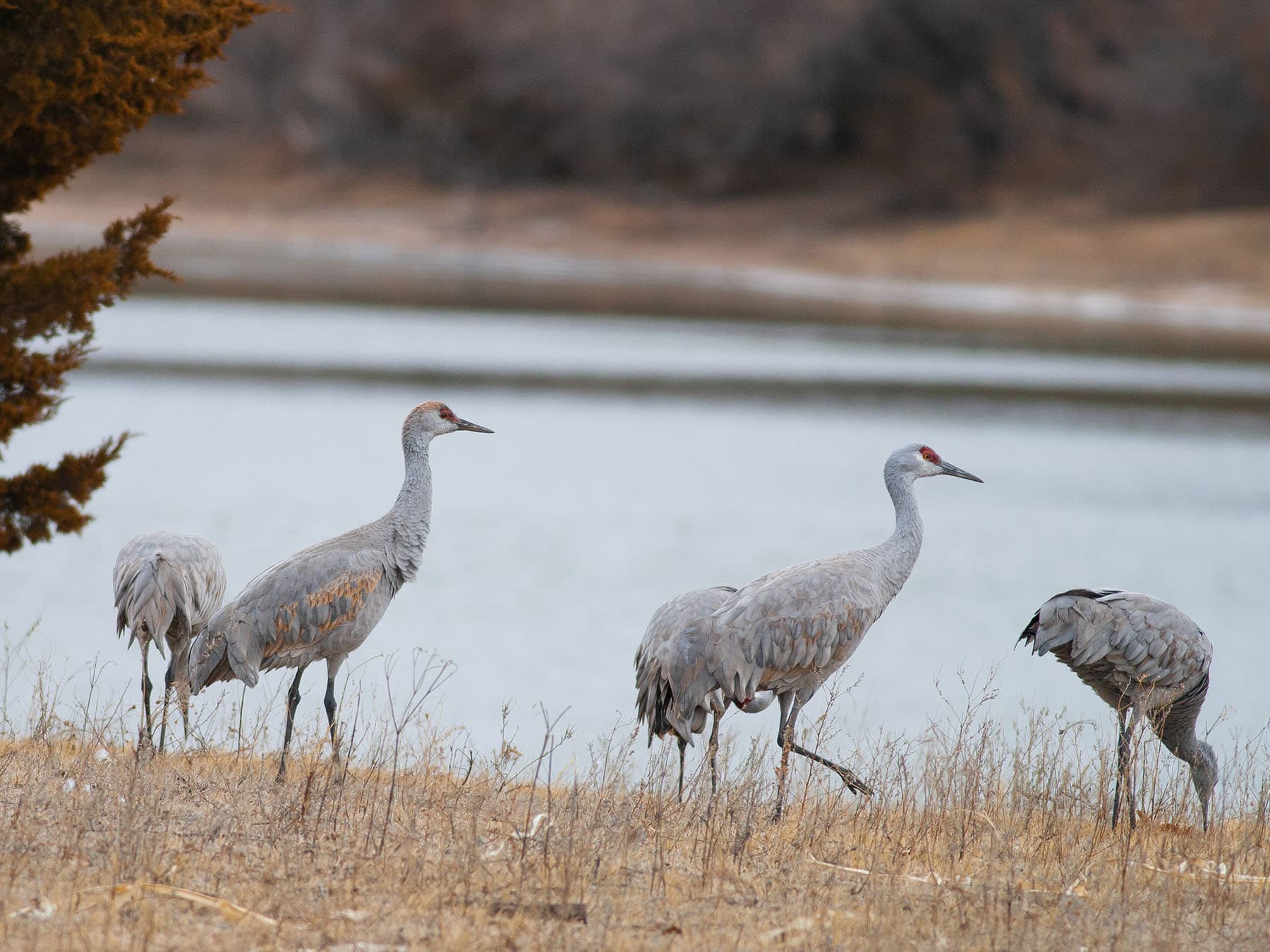 Sandhill crane flock