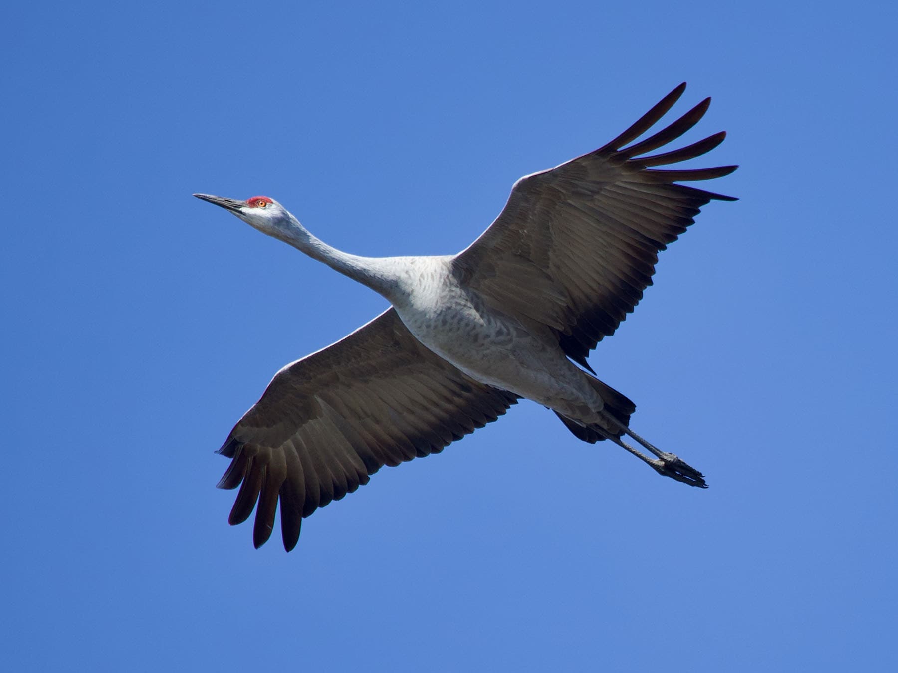 Sandhill Crane in flight