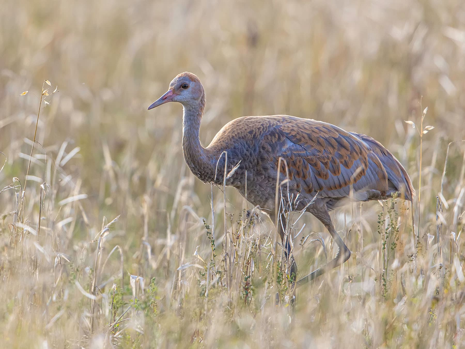 Sandhill crane juvenile