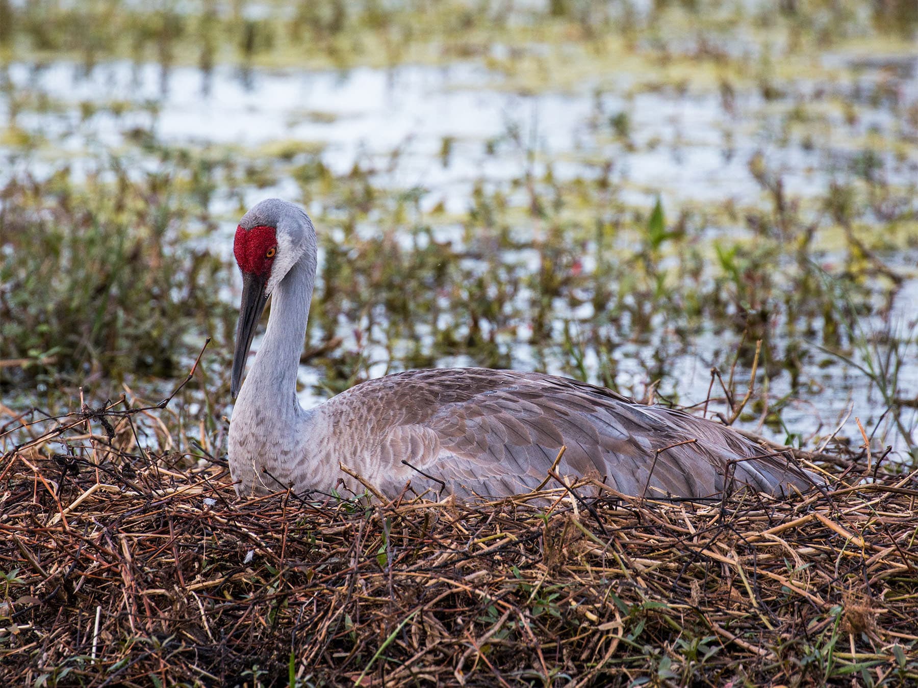 Sandhill crane sitting on nest