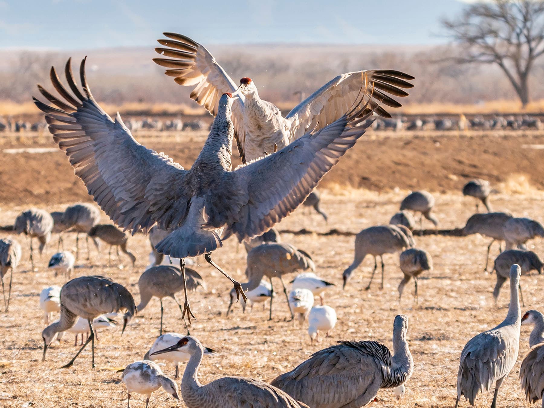 Sandhill crane unison