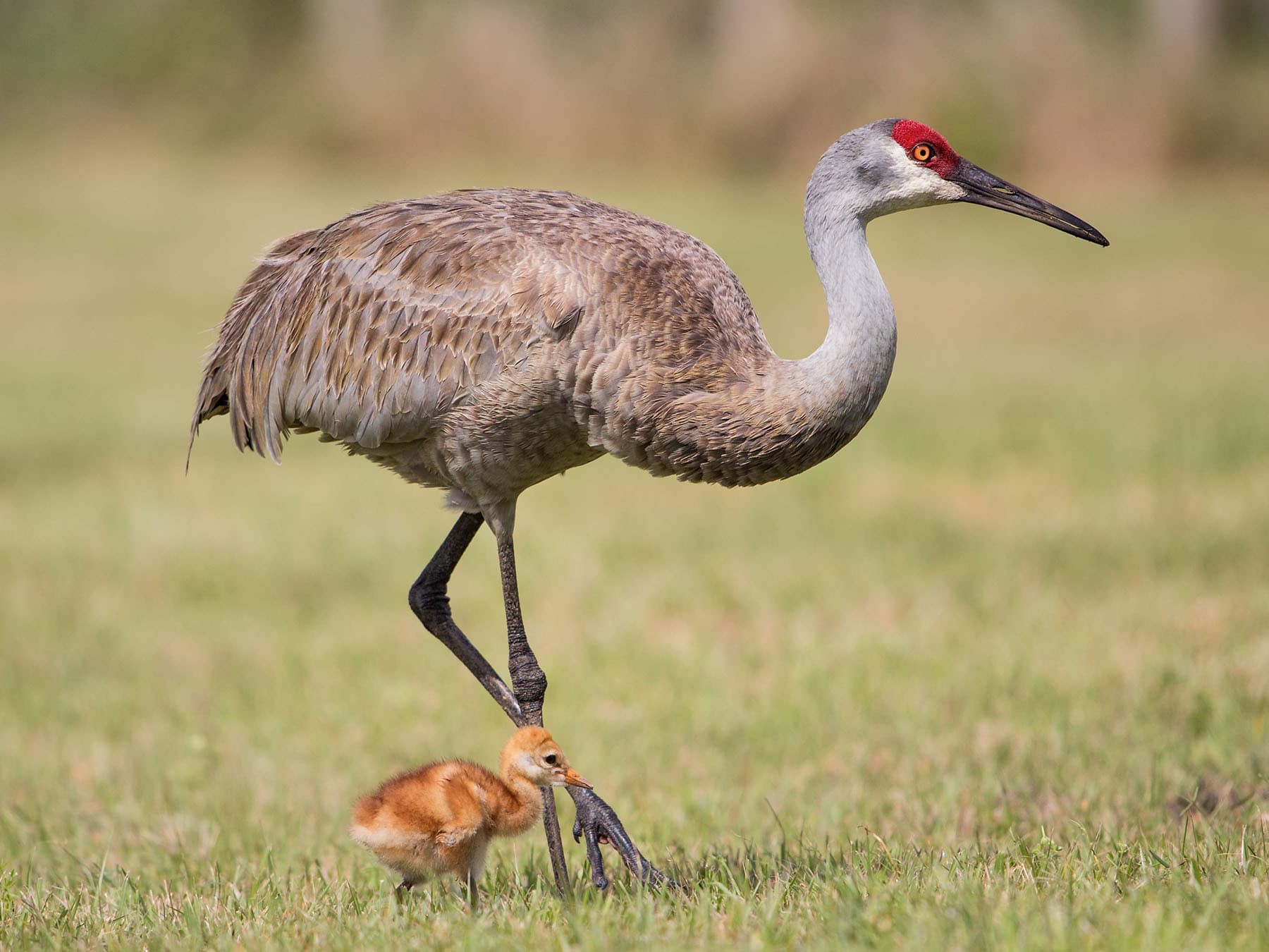 Sandhill crane with chick