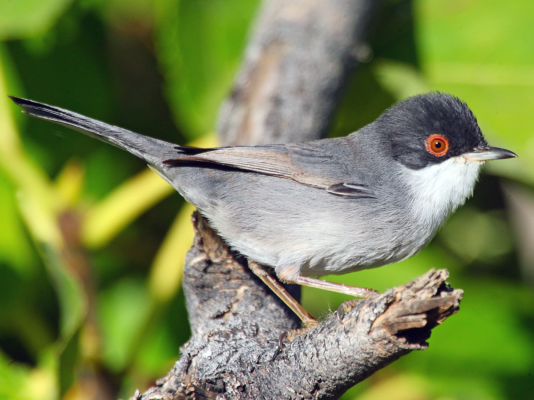 Sardinian Warbler