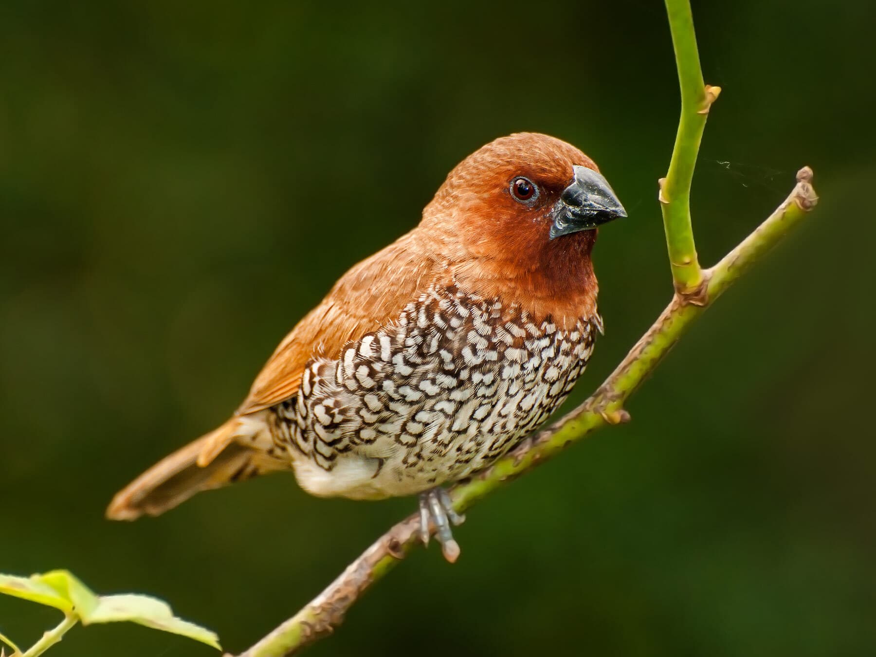 Spice Finch