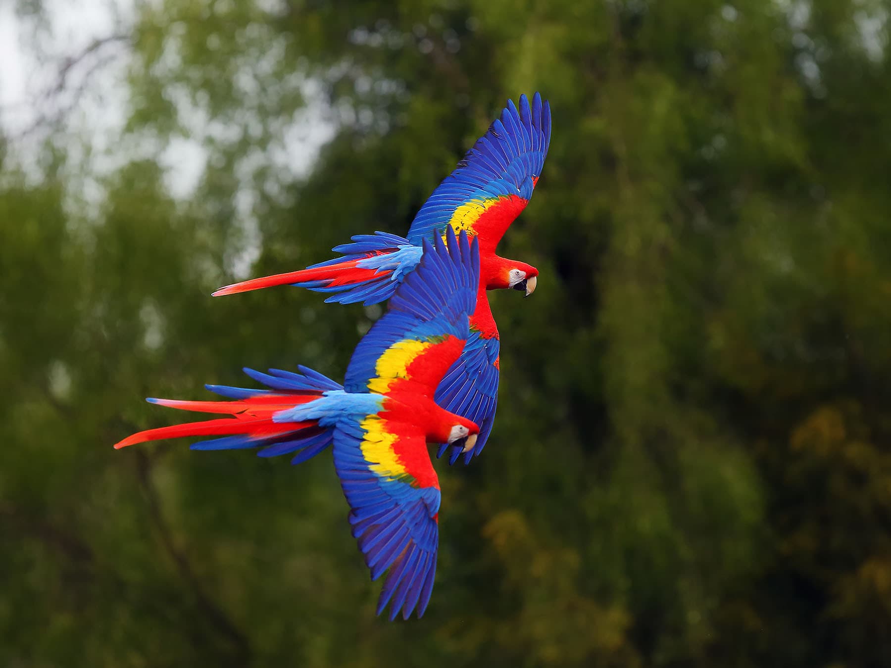A pair of Scarlet Macaws in flight