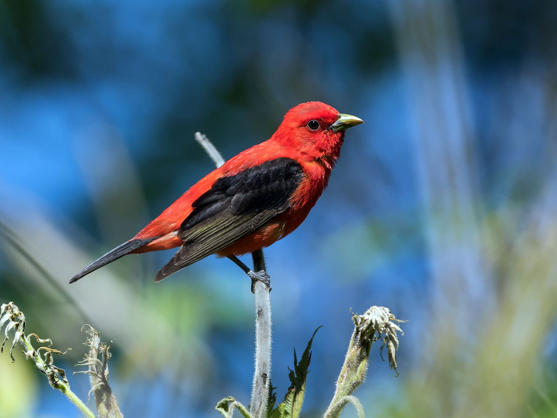 Cardinals & Grosbeaks