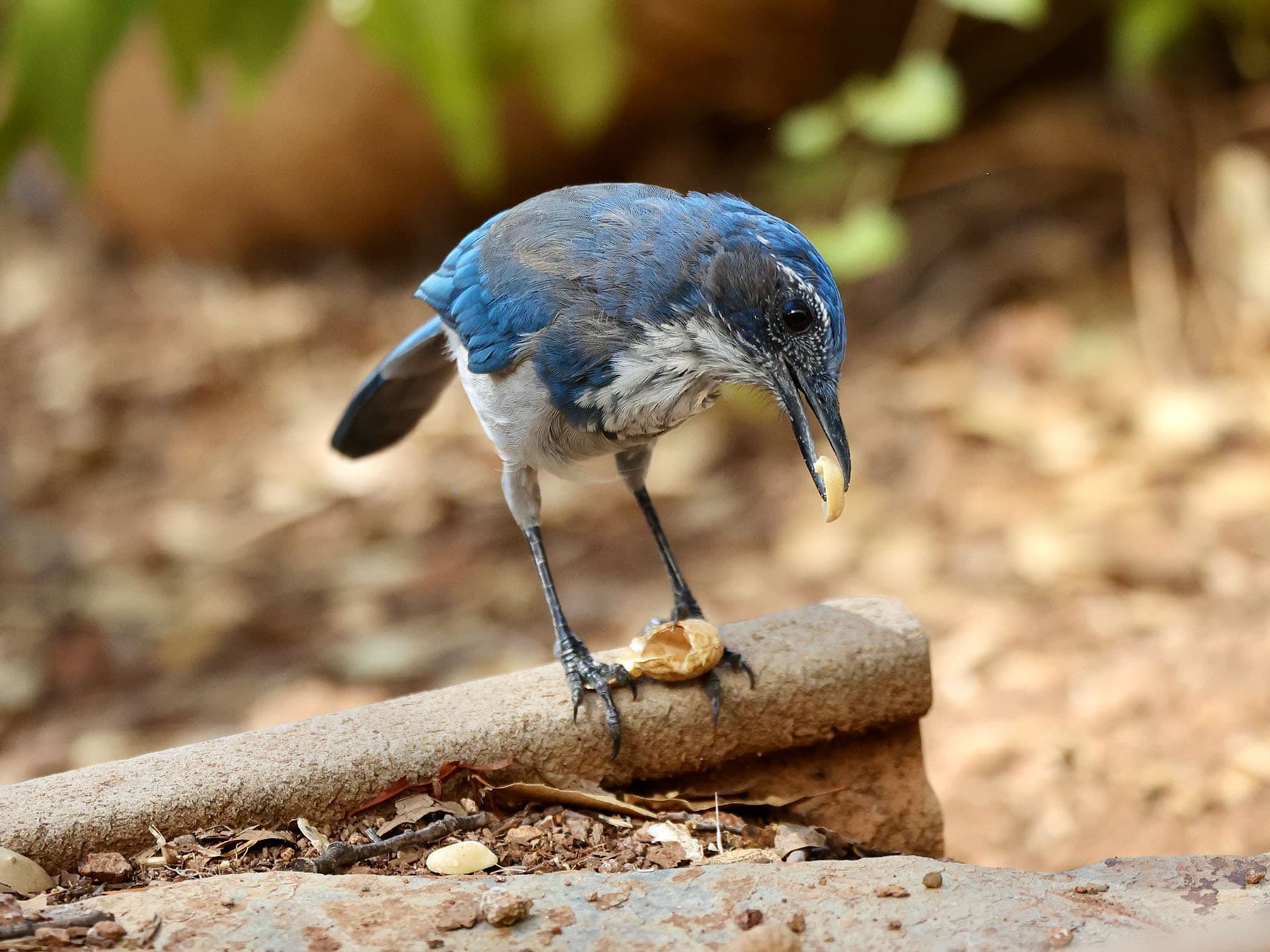 Scrub jay eating peanut