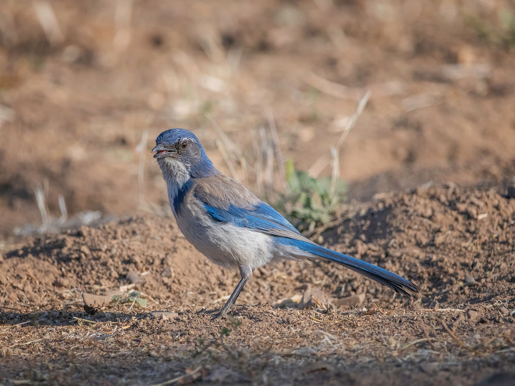 Scrub jay foraging