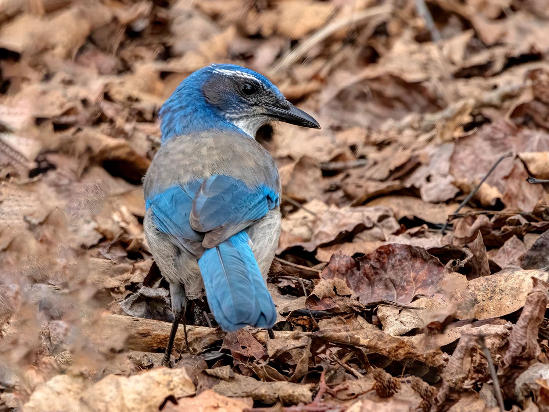 Scrub Jay Nesting (Behavior, Eggs + FAQs)