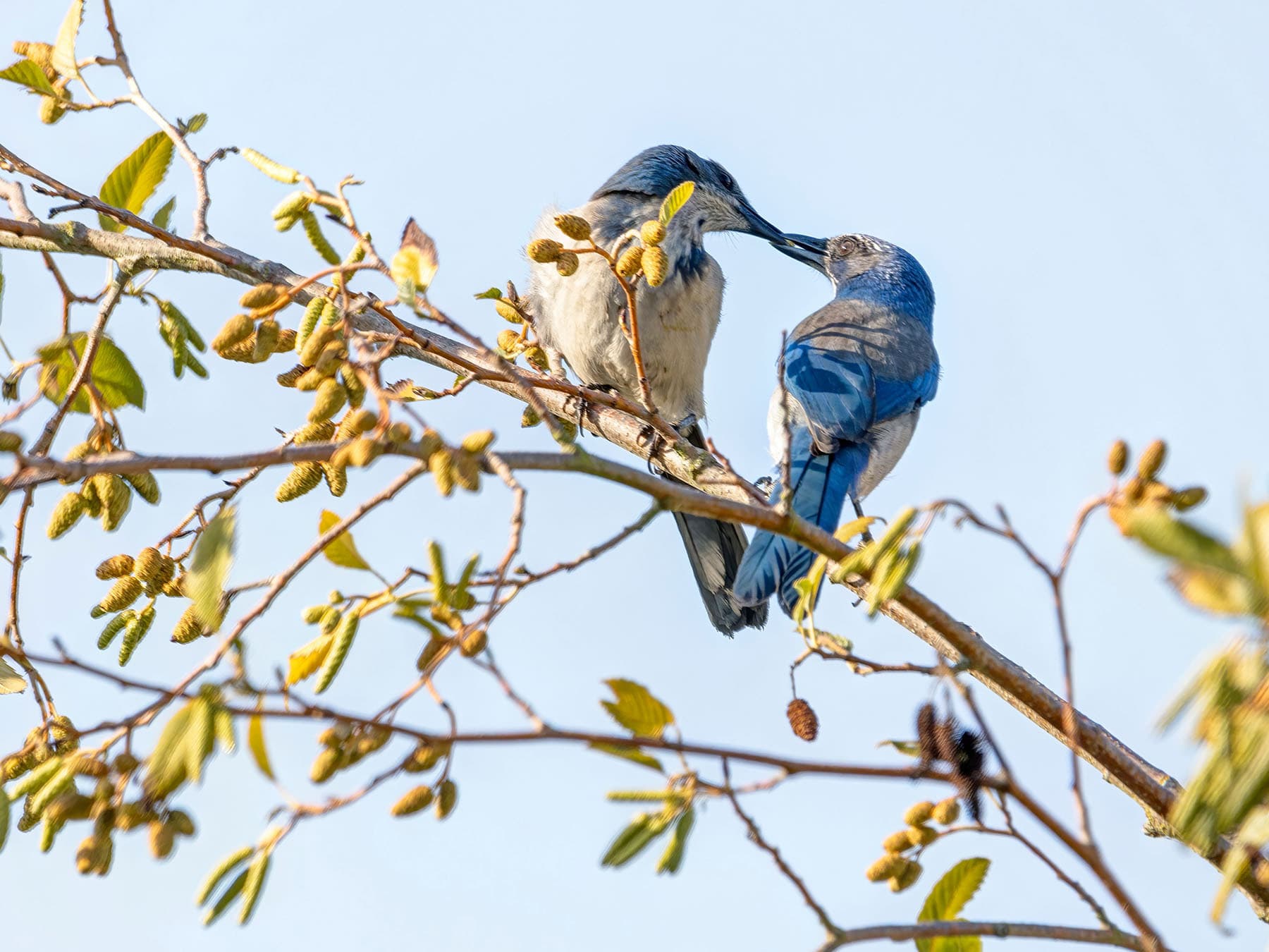 Scrub jay pair feeding