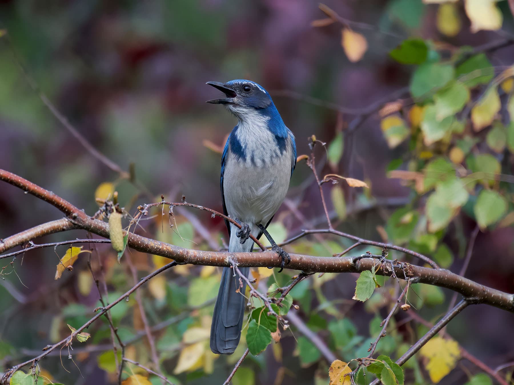 Scrub jay singing
