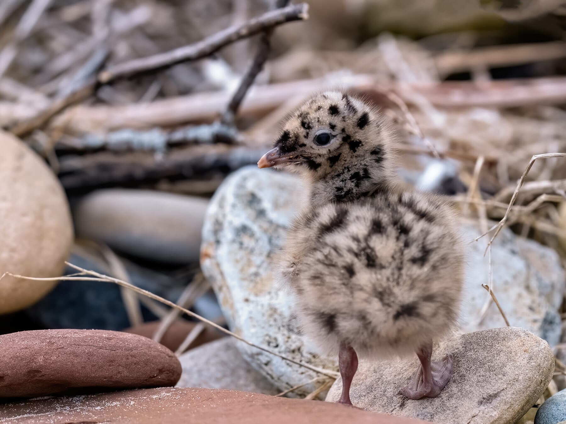 Seagull baby