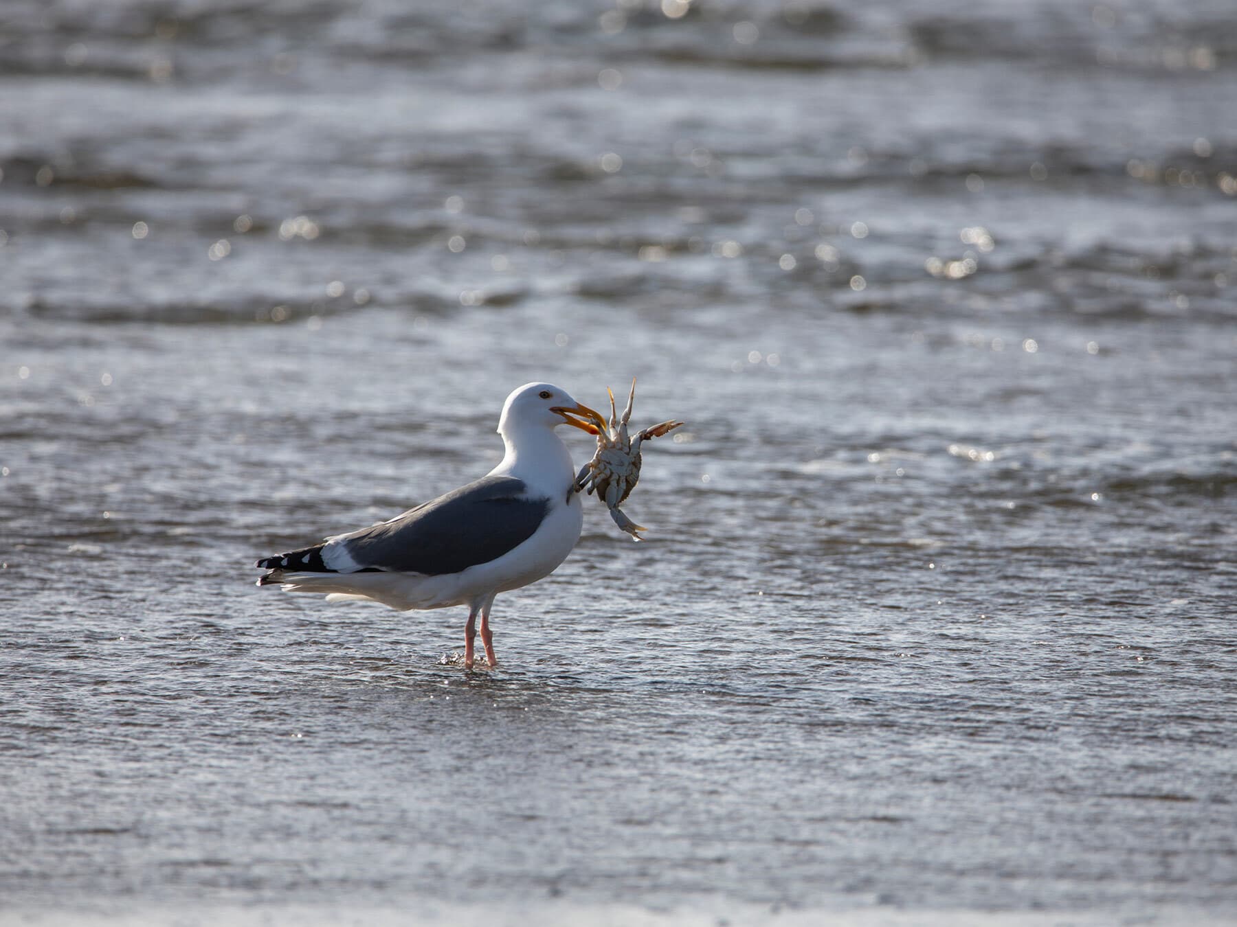 Seagull catching a crab