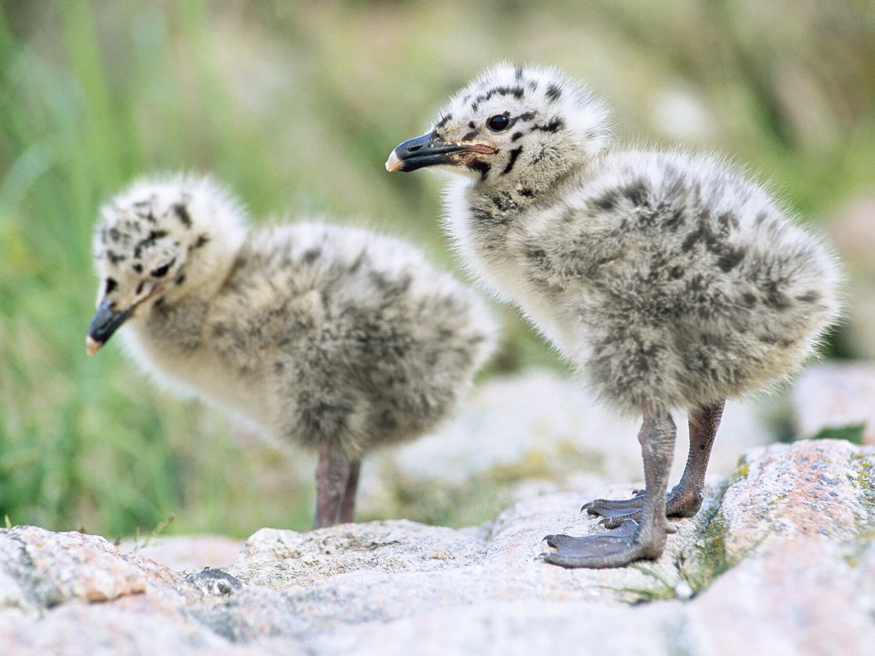 Seagull chicks