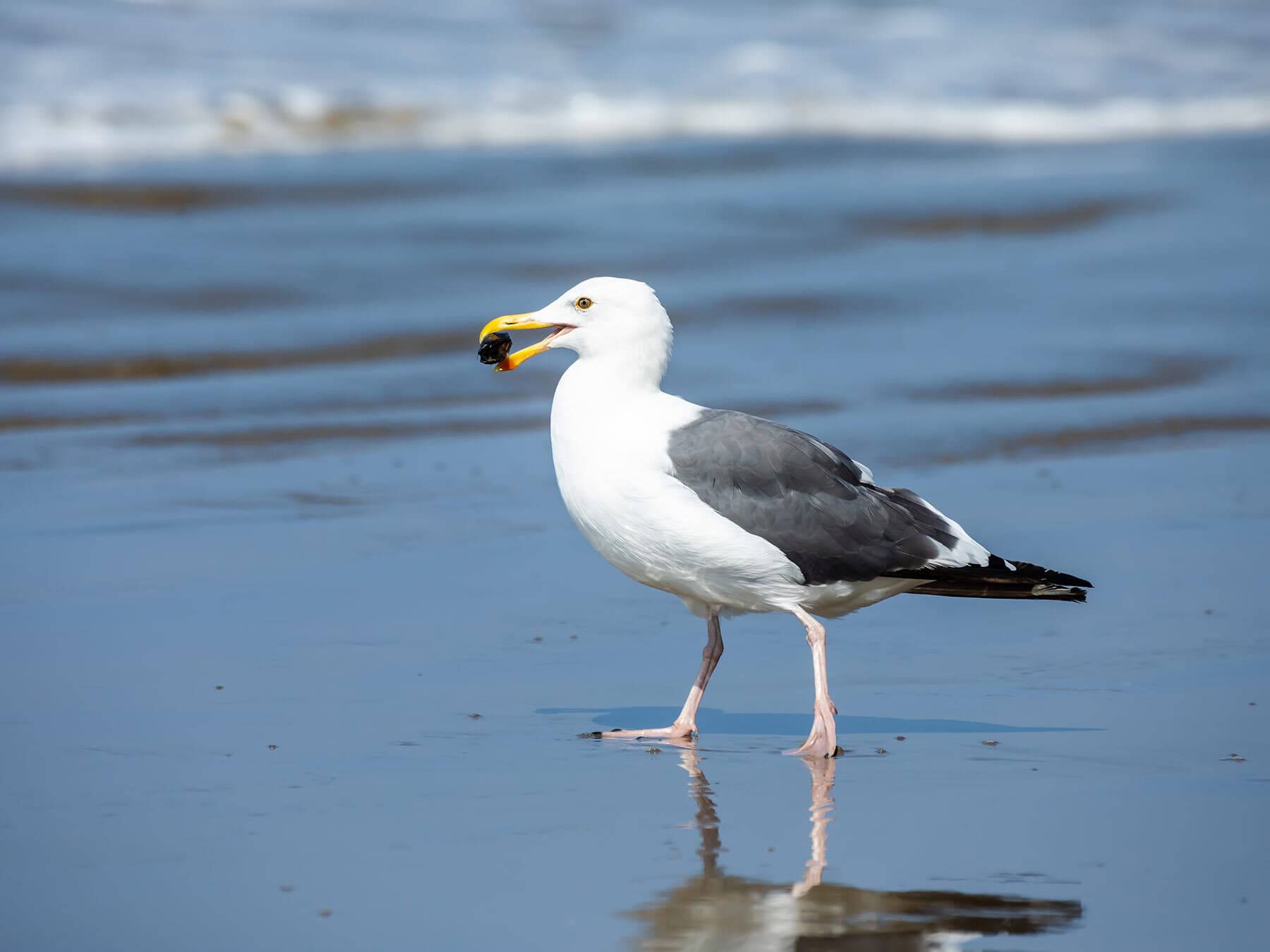 Seagull eating a muscle
