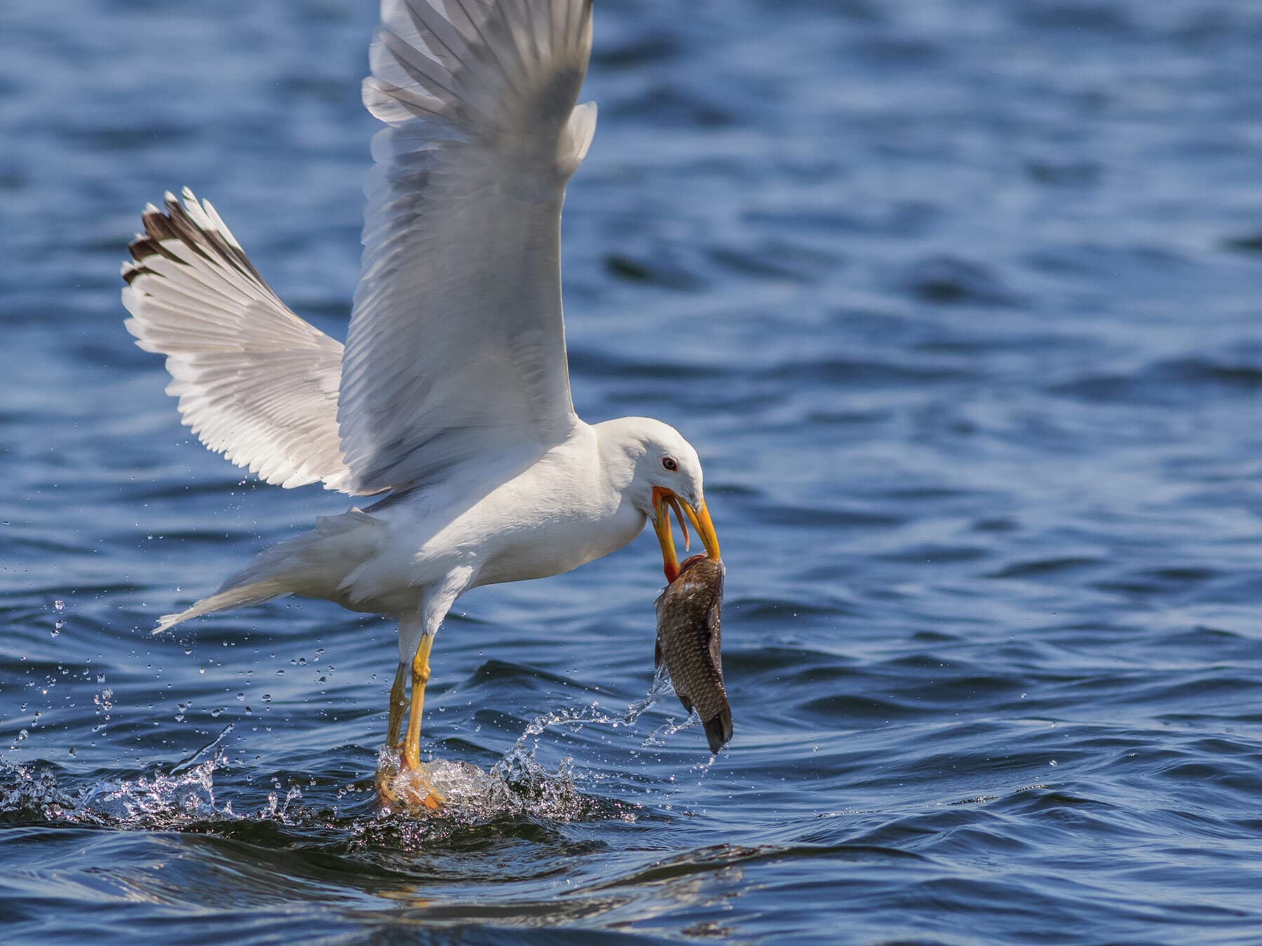 Seagull eating fish