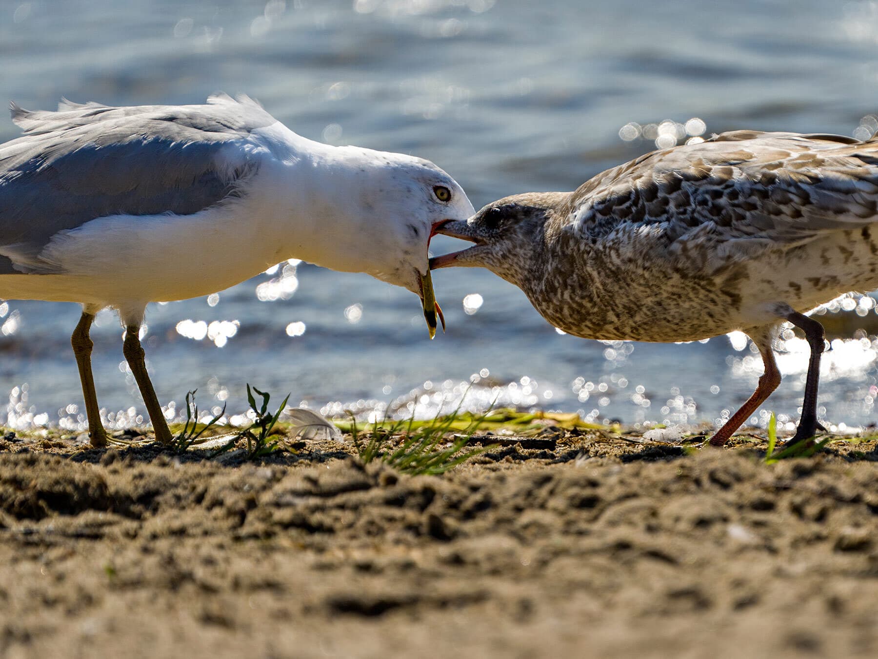 Seagull feeding young