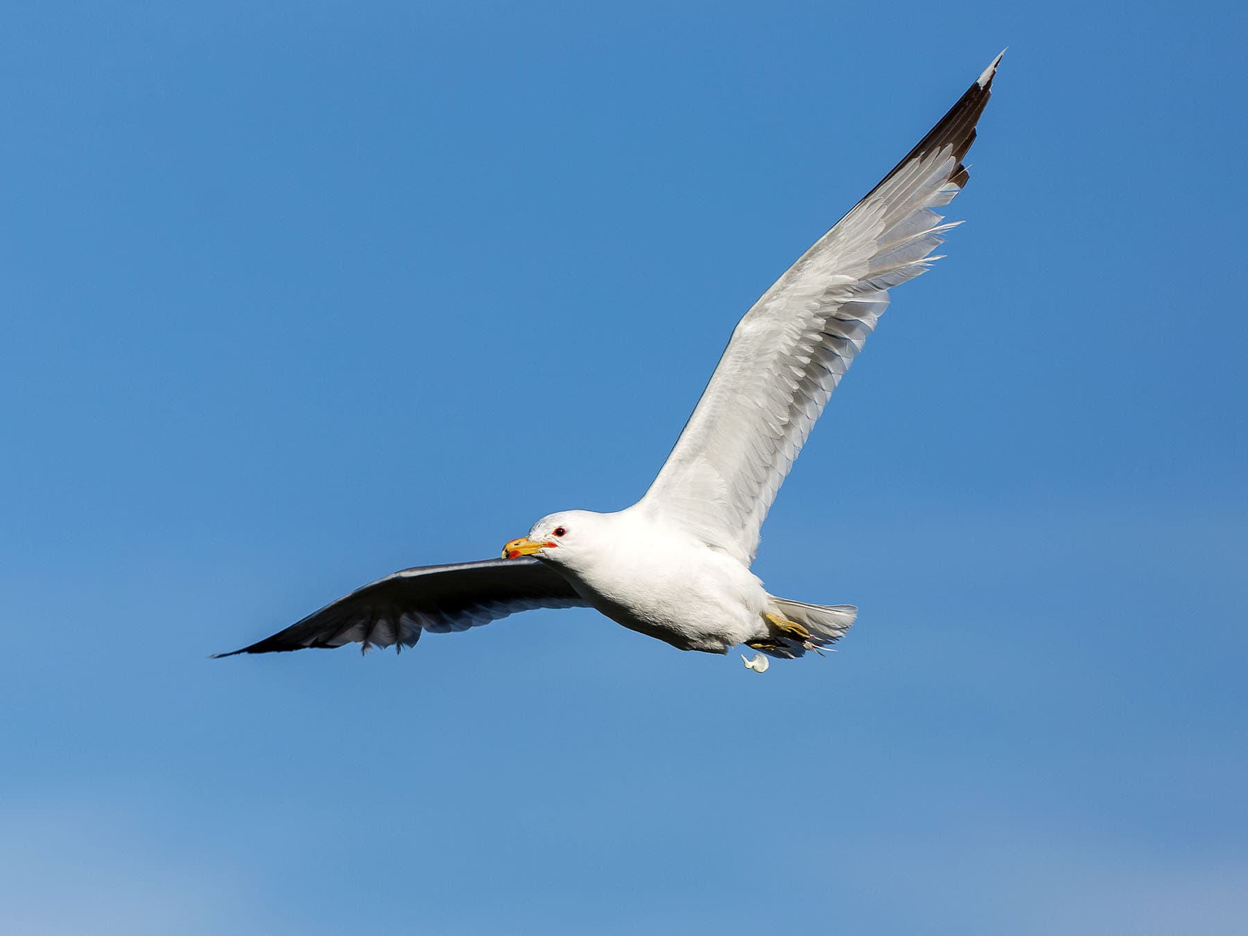 Seagull in flight pooping