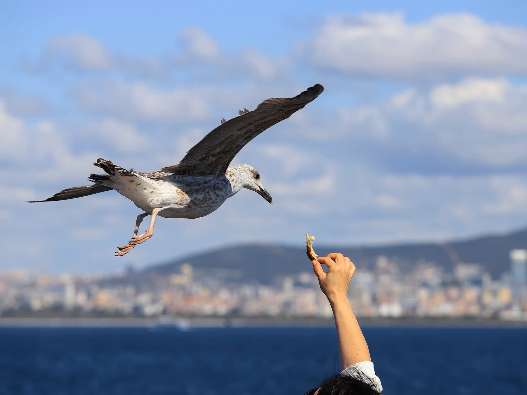 Seagull snatching bread