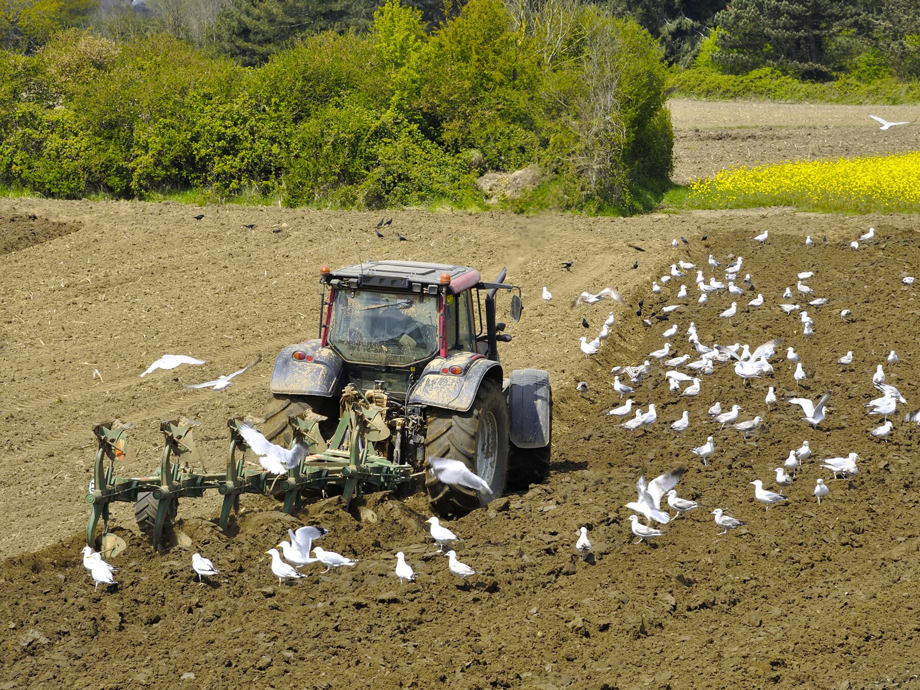 Seagulls following tractor