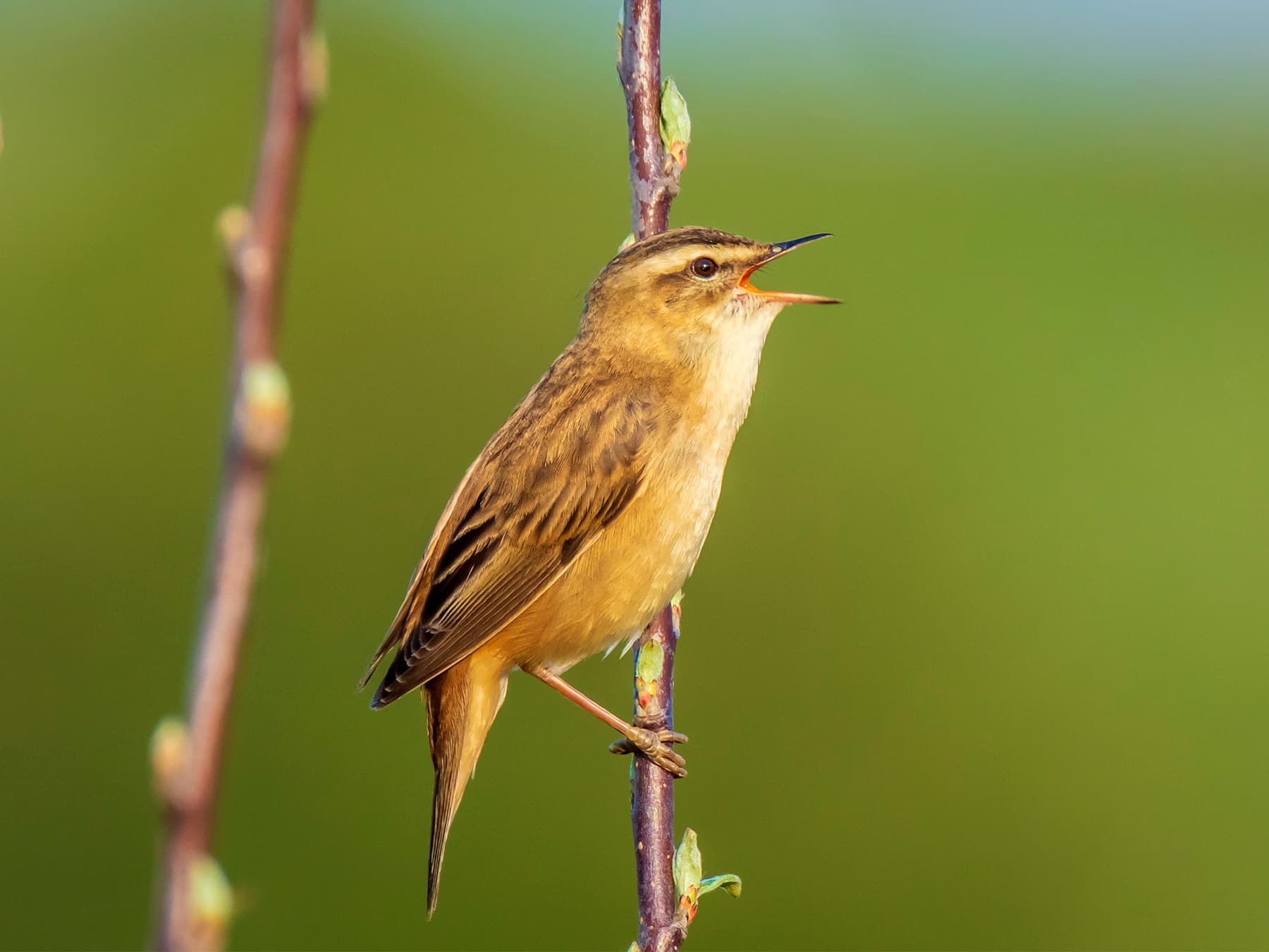 Sedge warbler singing to attract female