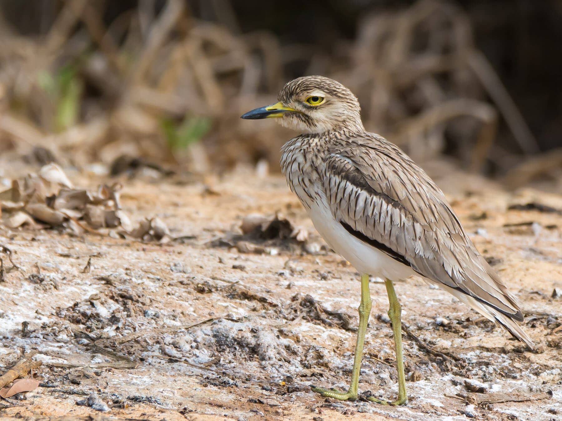 Close up of a Senegal Thick-knee