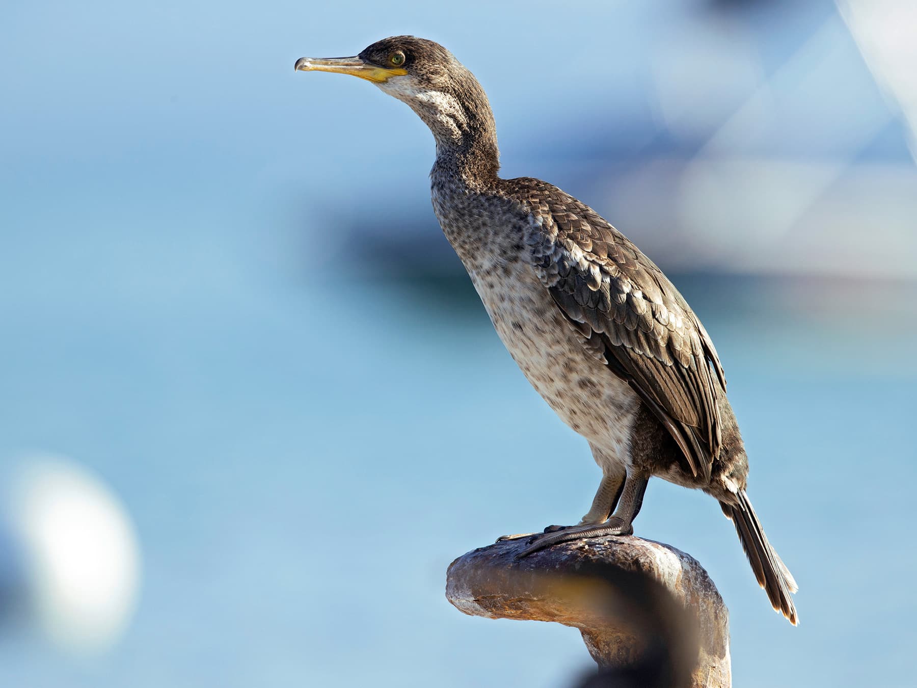 Shag non-breeding