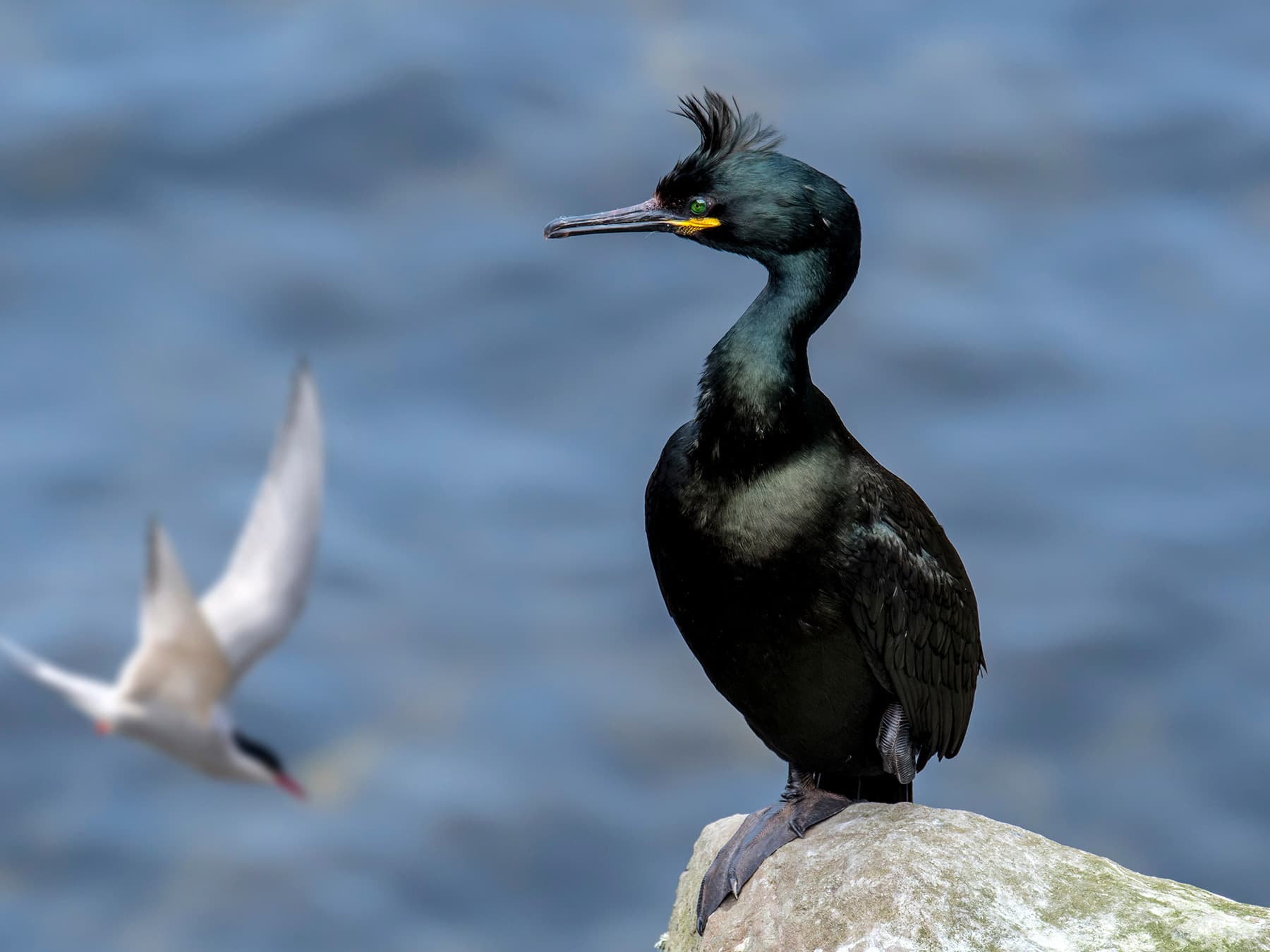 Cormorants & Shags