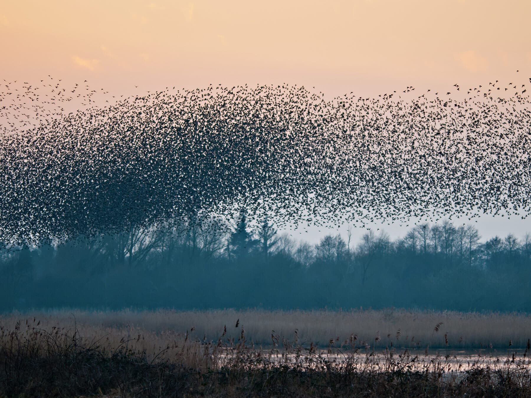Shapwick heath starling murmuration