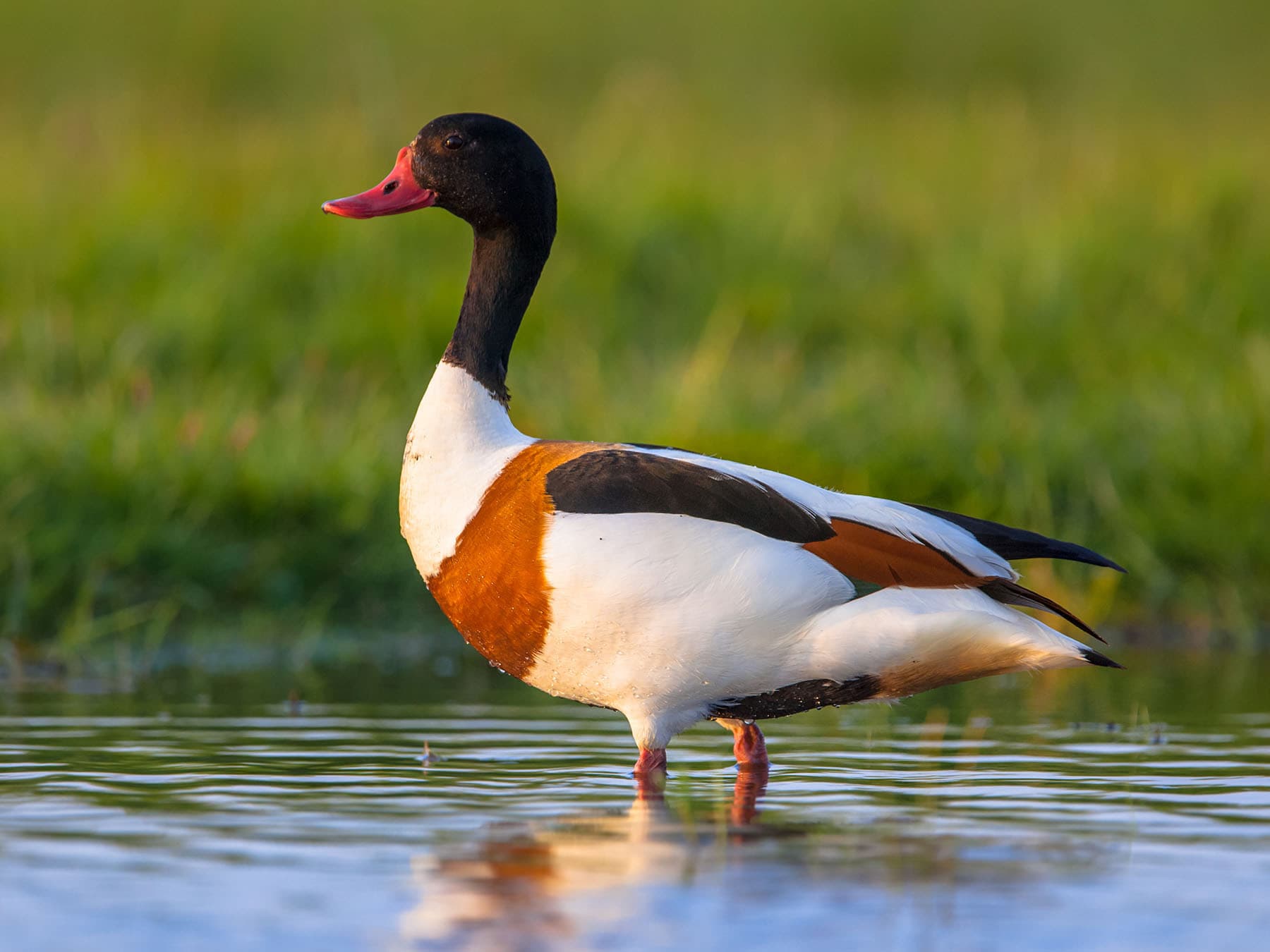 Common Shelduck