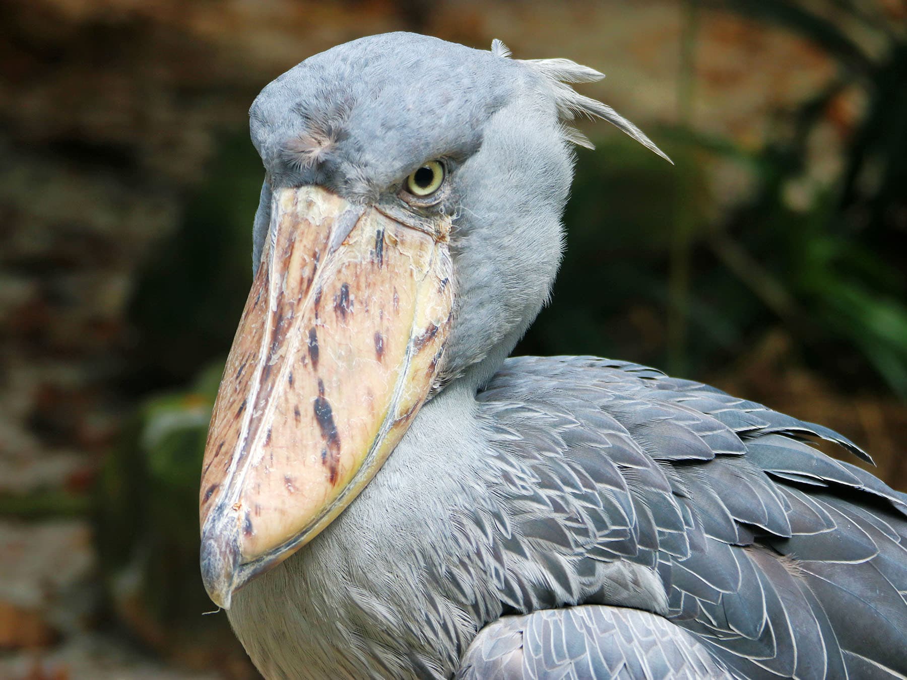 Close up portrait of a Shoebill Stork