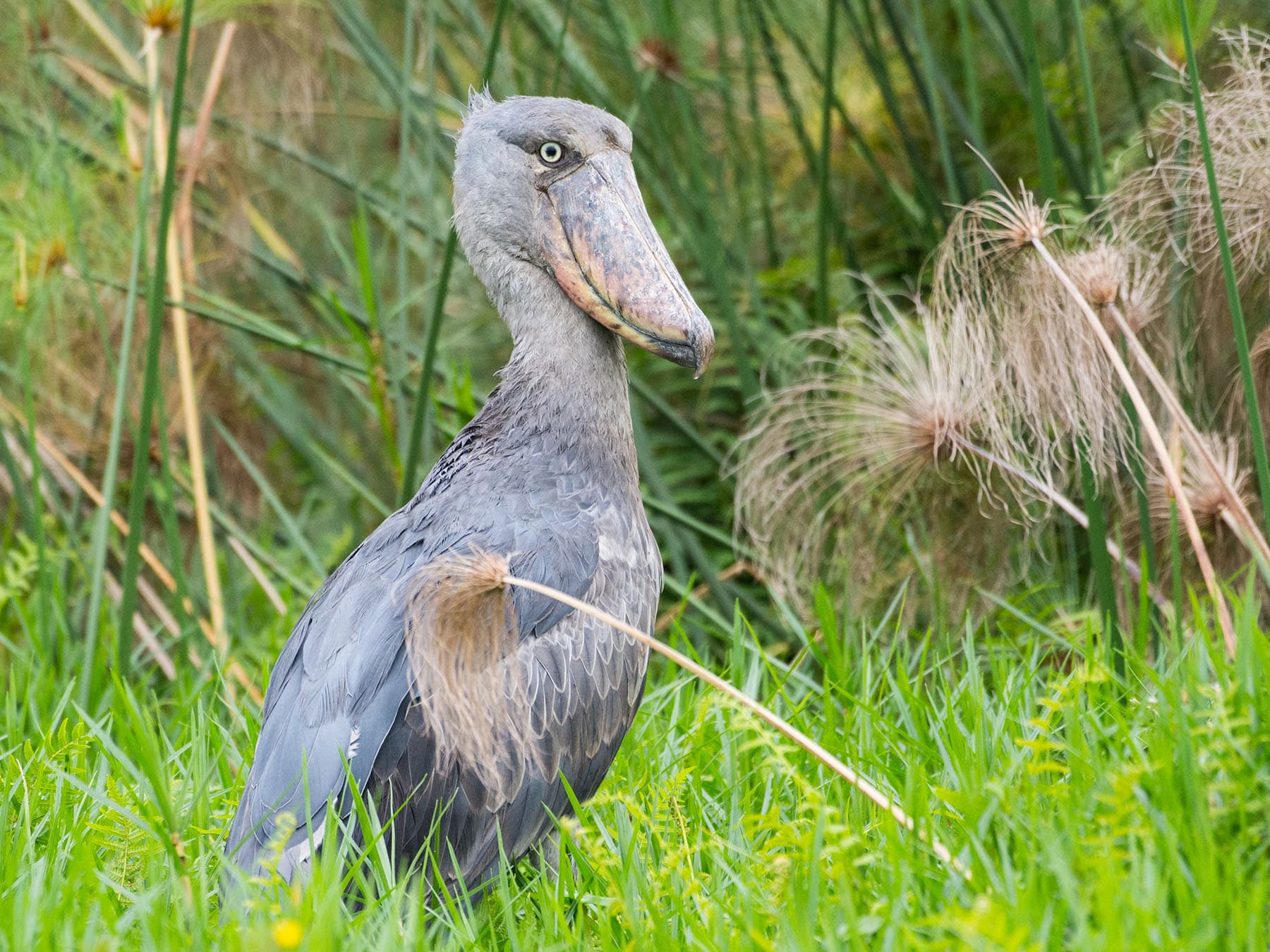 Shoebills