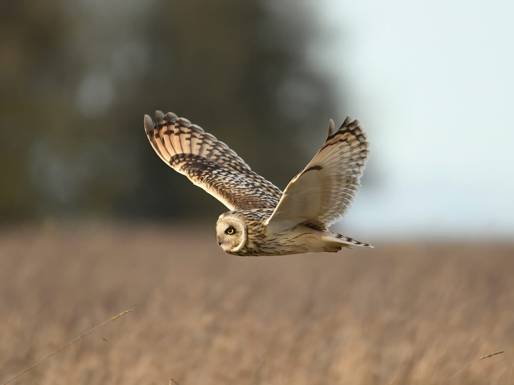 Short eared owl hunting