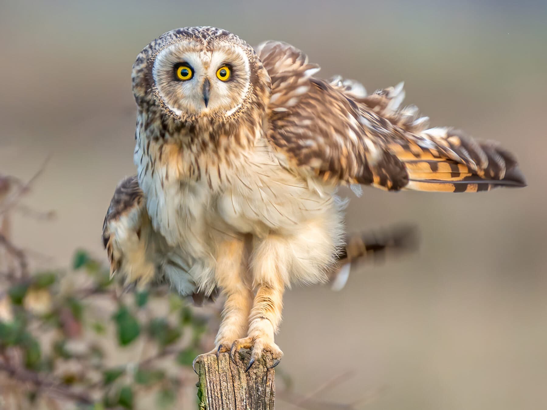 Short eared owl legs