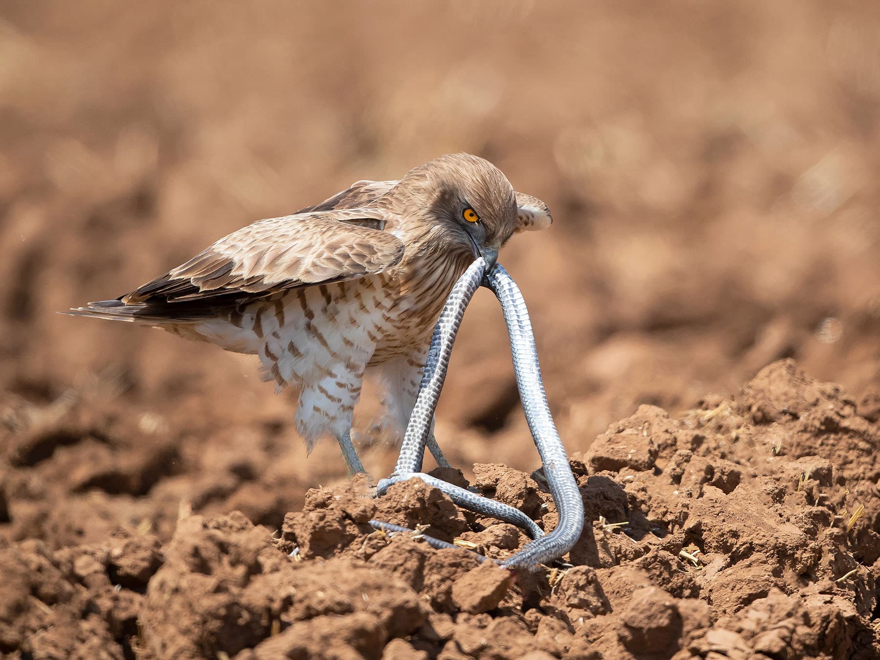 Short toed snake eagle feeding on snake