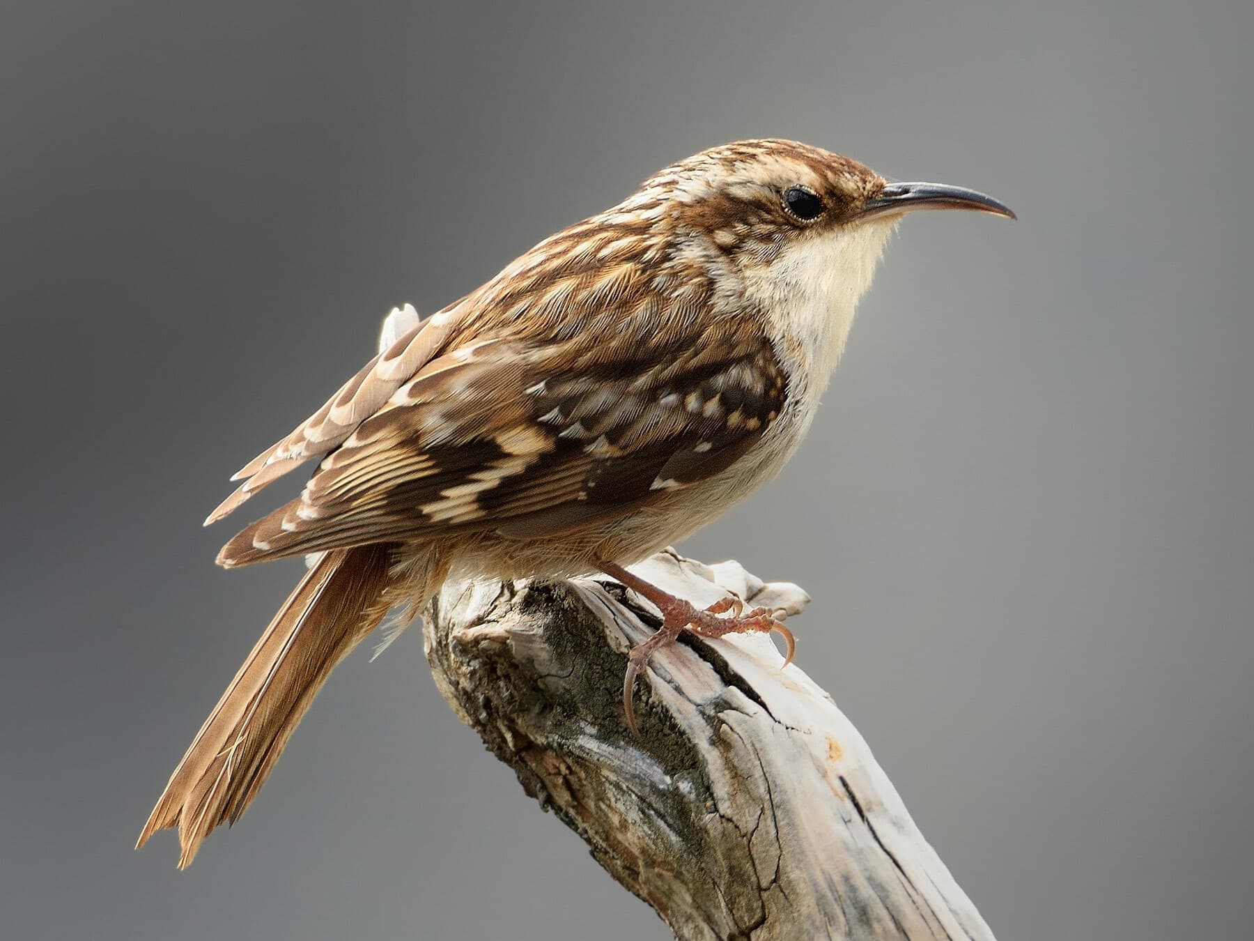 Close of up a Short-toed Treecreeper