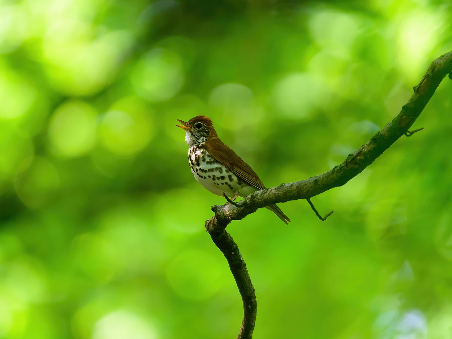 Singing wood thrush