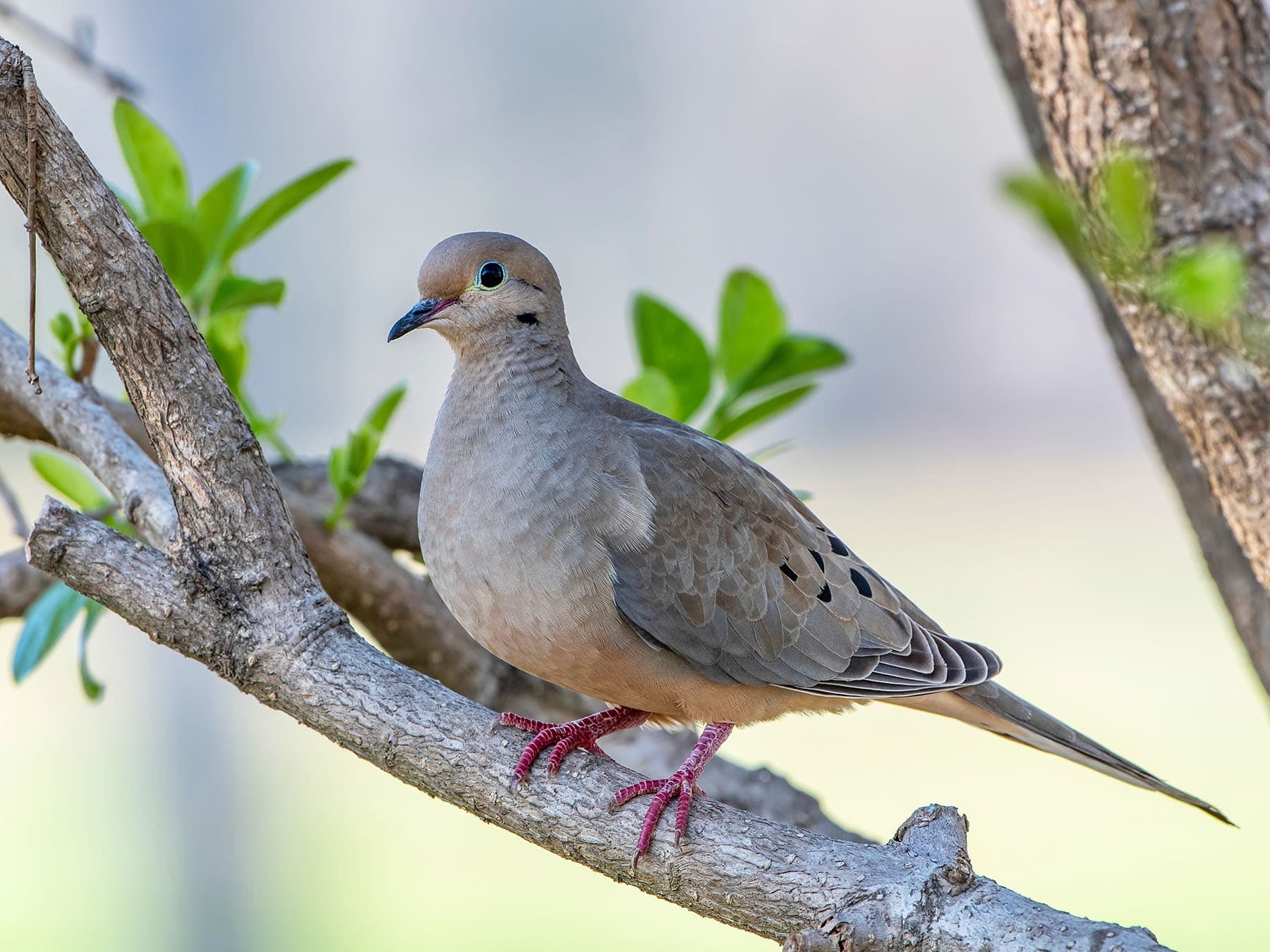 Mourning Dove