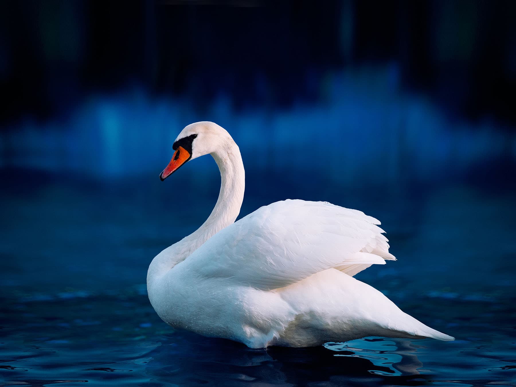 Single swan