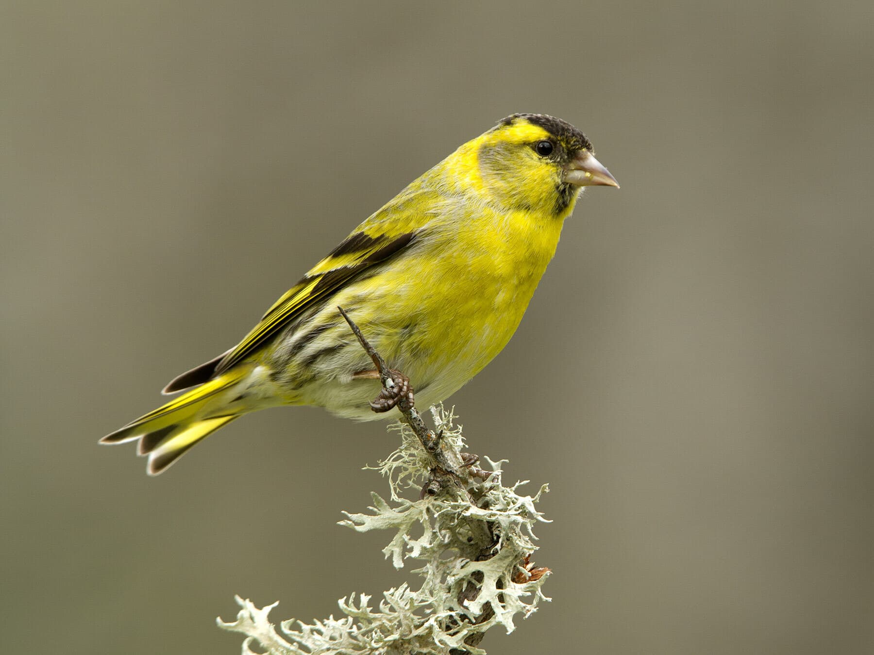 Siskin (male)