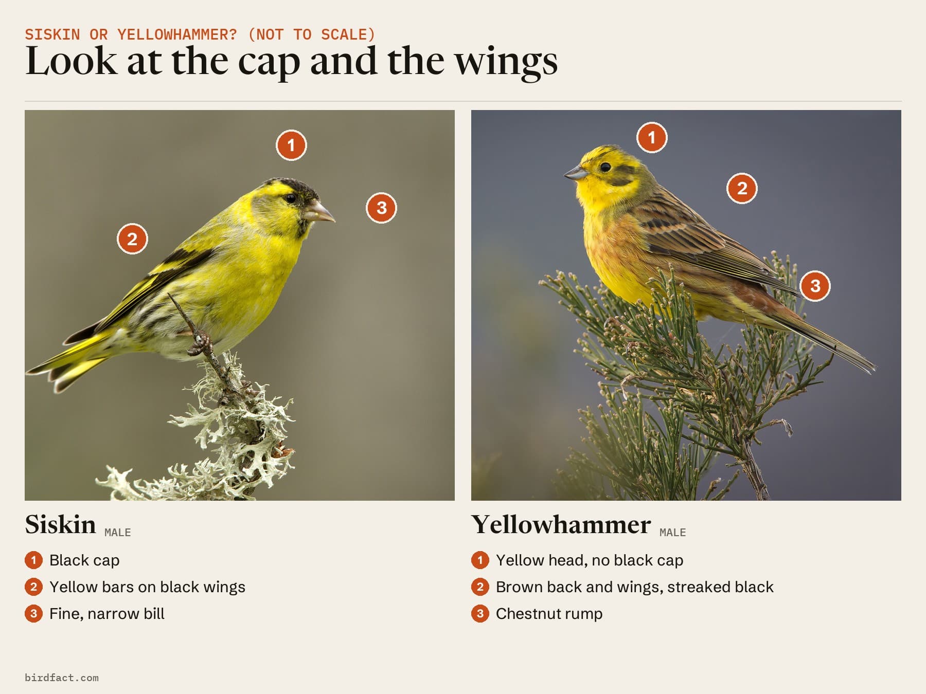 Comparison card, not to scale, photos of a male Siskin on the left and a male Yellowhammer on the right, headed 'Look at the cap and the wings'. Siskin: black cap; yellow bars on black wings; fine, narrow bill. Yellowhammer: yellow head with no black cap; brown back and wings streaked with black; chestnut rump.