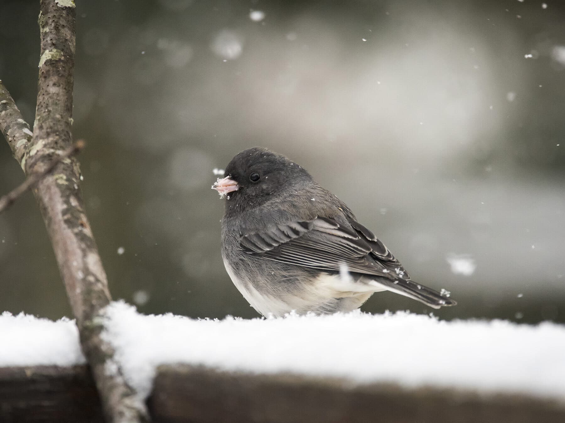 Slate colored junco winter